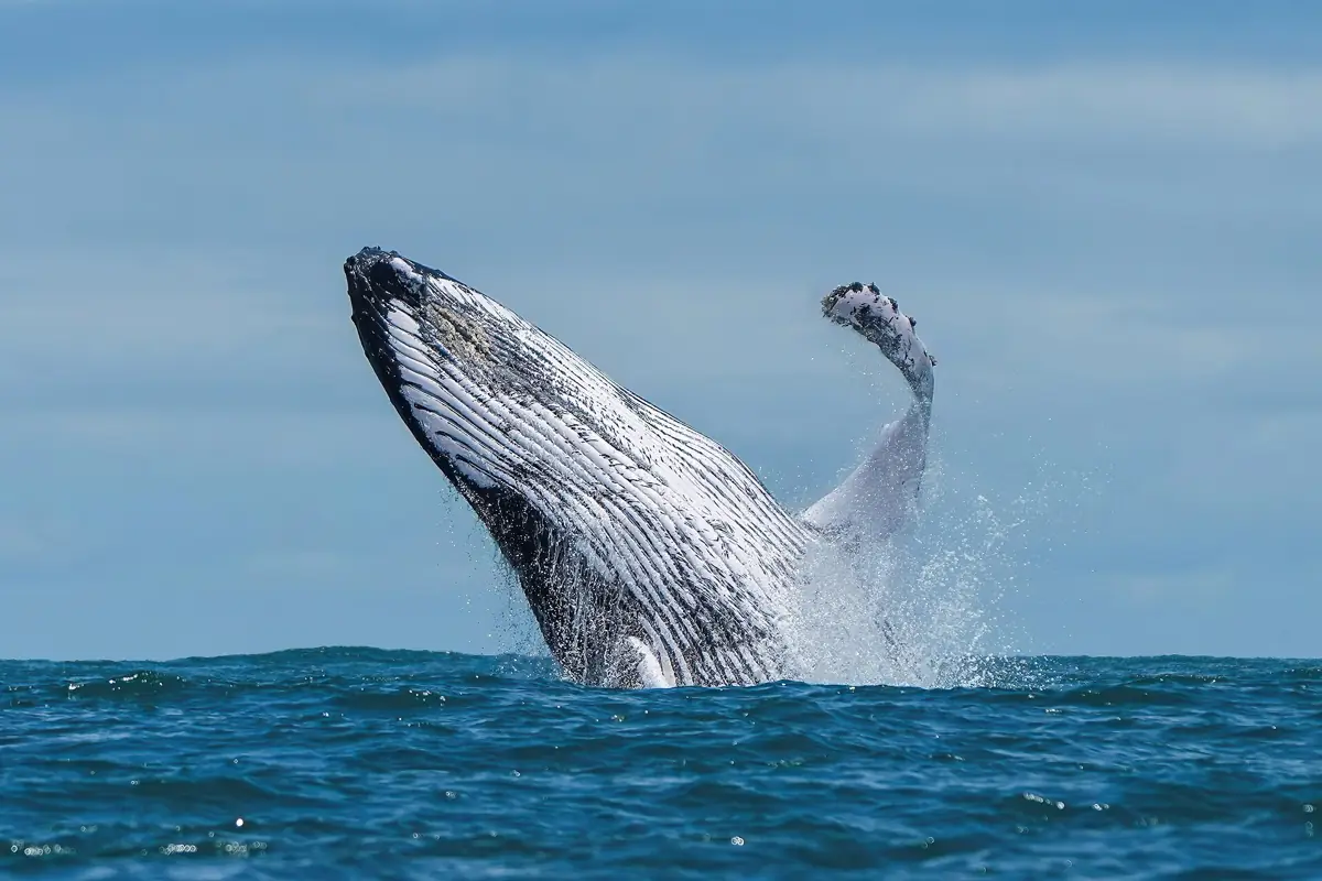 Baleine à bosse en plein saut au-dessus de l'océan