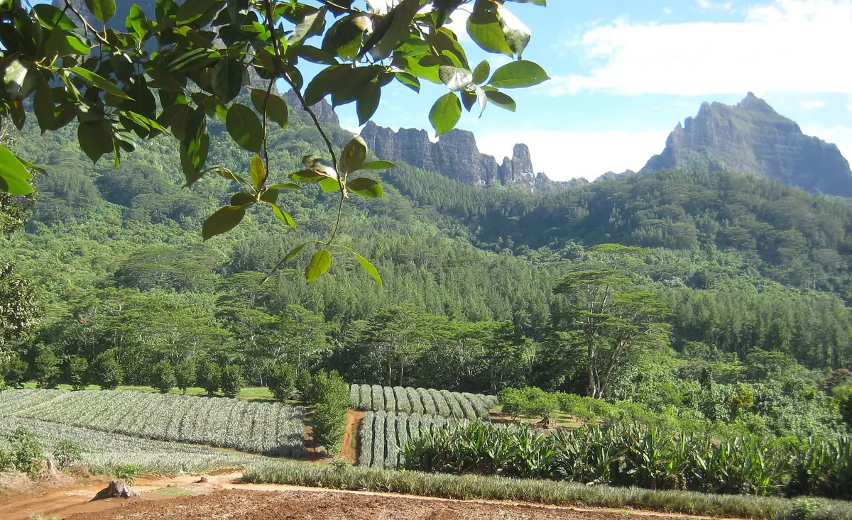 Champs d'ananas dans la vallée d'Opunohu, montagnes en arrière-plan