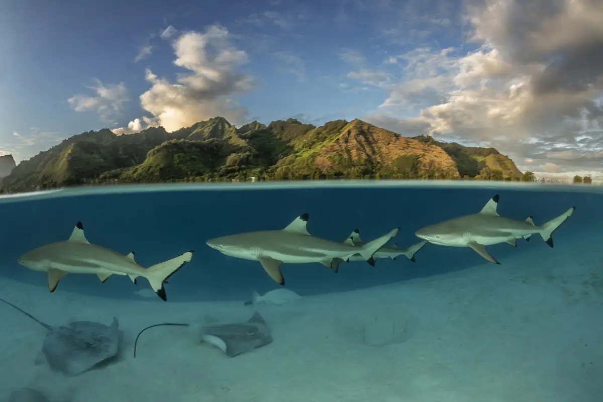Requins à pointe noire dans le lagon de Moorea